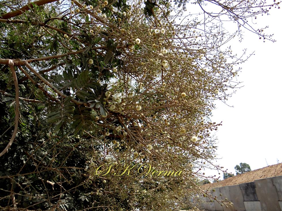 Inflorescence